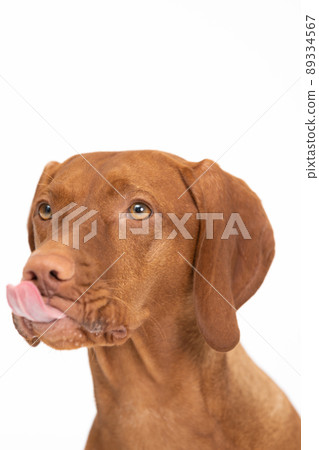 Female dog licks her muzzle. The Hungarian Shorthaired Pointed Dog's head. Female dog licks her muzzle. The Hungarian Shorthaired Pointed Dog's head. 89334567