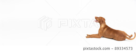 Panoramic frame. A Hungarian hedgehog lies with its muzzle open against a white background. 89334573