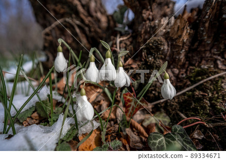Beautifull snowdrop flower growing in snow in early spring forest. Tender spring flowers snowdrops harbingers of warming symbolize the arrival of spring Beautifull snowdrop flower growing in snow in early spring forest. Tender spring flowers snowdrops harbingers of warming symbolize the arrival of spring 89334671
