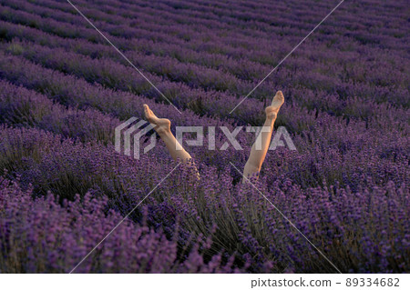 Selective focus. The girls legs stick out of the bushes, warm sunset light. Bushes of lavender purple in blossom, aromatic flowers at lavender fields. Selective focus. The girls legs stick out of the bushes, warm sunset light. Bushes of lavender purple in blossom, aromatic flowers at lavender fields. 89334682