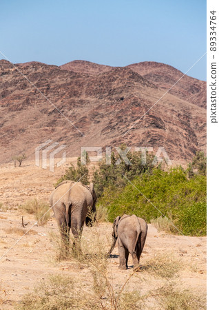 Two Desert Elephants in Namibia Two Desert Elephants in Namibia 89334764