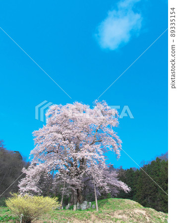 [2021年4月]一棵櫻花樹--秋山的片櫻花樹 89335154