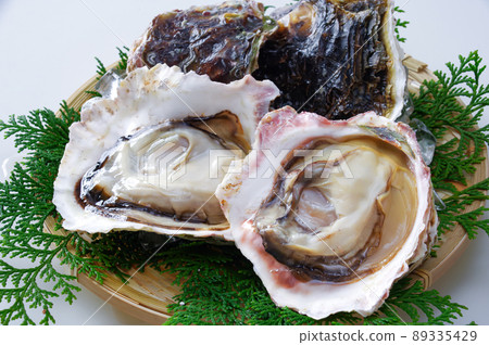 Fresh rock oyster Fresh rock oyster 89335429