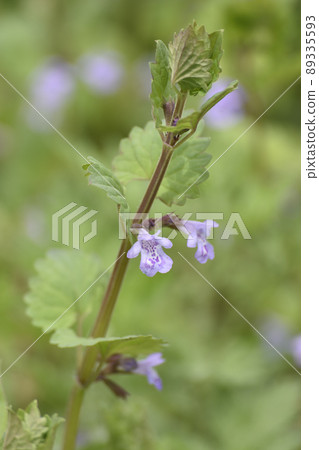 Oyster beak Oyster beak 89335593