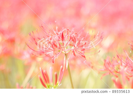 柔和的氣氛中群孤挺花的特寫鏡頭 89335613