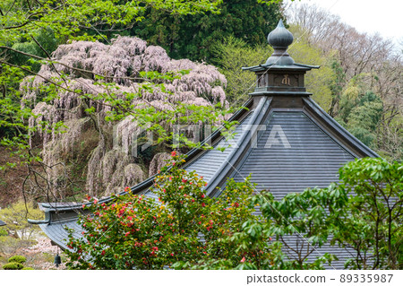 Fukujuji's Beni shizareresakura Fukujuji's Beni shizareresakura 89335987
