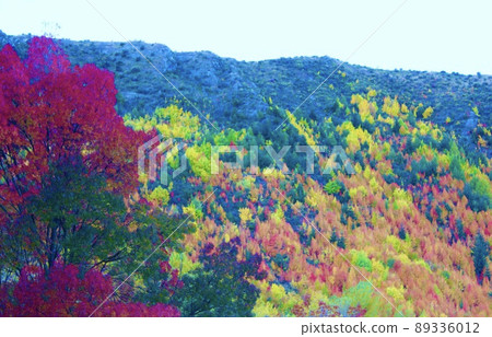 Autumn Leaves New Zealand Arrowtown, NZ Autumn Leaves New Zealand Arrowtown, NZ 89336012
