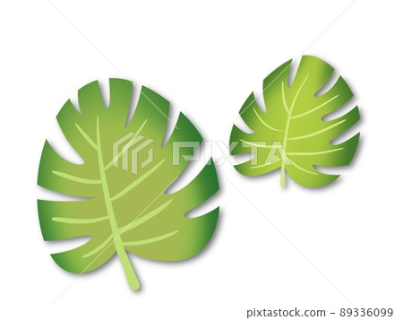 熱帶樹葉 熱帶樹葉 89336099
