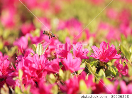 Bees flying around the azalea Bees flying around the azalea 89336238