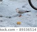 冬天海鷗給麵包 89336514