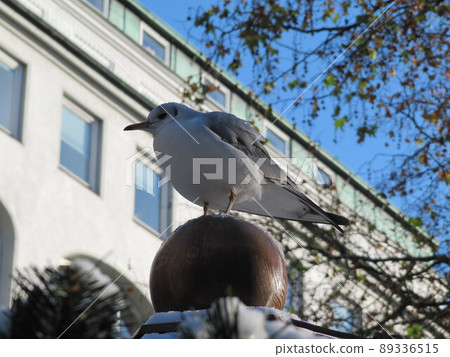 Seagulls standing in a port city Seagulls standing in a port city 89336515