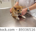 Shiba Inu 幼犬正在接受疫苗接種檢查 89336516