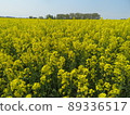 油菜花盛開黃色的田野 89336517