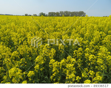 A field of rape blossoms in full bloom and yellow A field of rape blossoms in full bloom and yellow 89336517