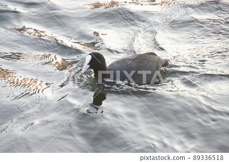 黑水禽，庫特在湖里游泳 89336518