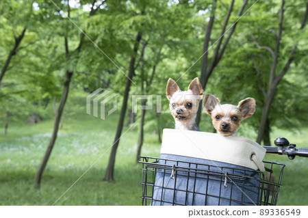 自行車前籃裡的兩隻約克夏犬 89336549