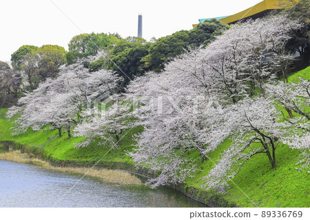 Sakura in full bloom in Chidori-gabuchi, Tokyo Sakura in full bloom in Chidori-gabuchi, Tokyo 89336769