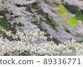 Sakura in full bloom in Chidori-gabuchi, Tokyo 89336771