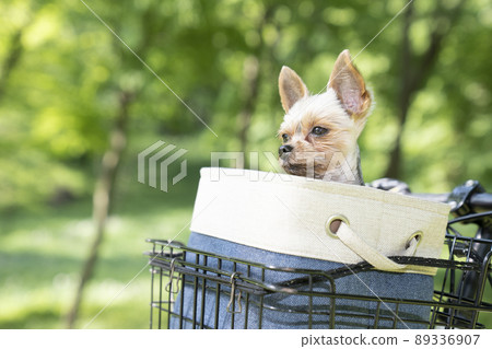Yorkshire terrier in the front basket of the bicycle 89336907