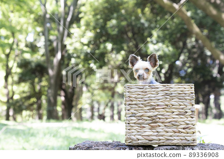 Yorkshire terrier in a basket on a stump in the park 89336908