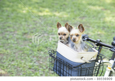 Two Yorkshire terriers in the front basket of a bicycle 89336909