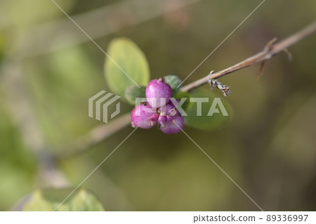 Coralberry Coralberry 89336997