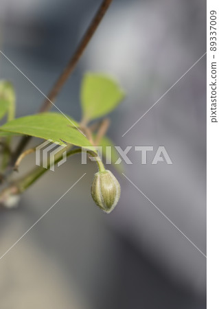 Mountain clematis Rubens 89337009