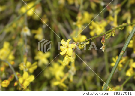 Winter jasmine 89337011