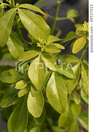 Mexican orange Sundance 89337015