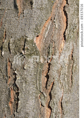 Thornless Honey locust 89337016