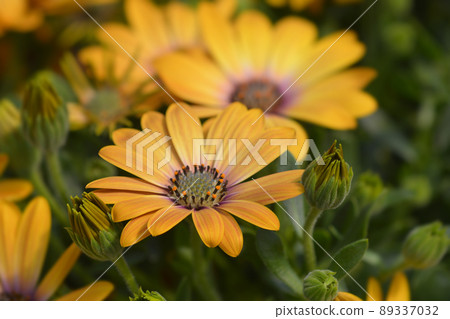 African daisy African daisy 89337032