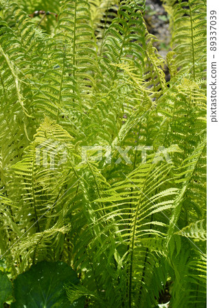 Ostrich fern Ostrich fern 89337039