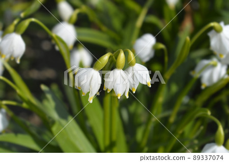 Spring snowflake 89337074