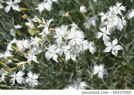 Feathered Pink Feathered Pink 89337080