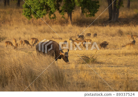 Gaur or Indian Bison or bos gaurus a danger animal or beast in landscape or field in summer morning safari at bandhavgarh national park forest madhya pradesh india asia Gaur or Indian Bison or bos gaurus a danger animal or beast in landscape or field in summer morning safari at bandhavgarh national park forest madhya pradesh india asia 89337524