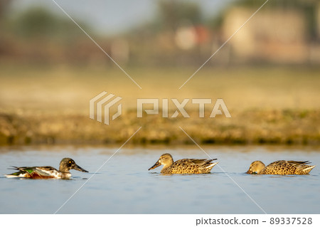 Gadwall or Mareca strepera in golden hour morning light floating in water with reflection and eye contact in shallow water at keoladeo national park or bharatpur bird sanctuary rajasthan india 89337528
