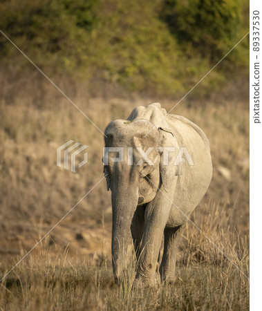 wild asian elephant or tusker head on portrait strolling or walking in winter morning light at dhikala zone of jim corbett national park forest uttarakhand india asia - Elephas maximus indicus 89337530