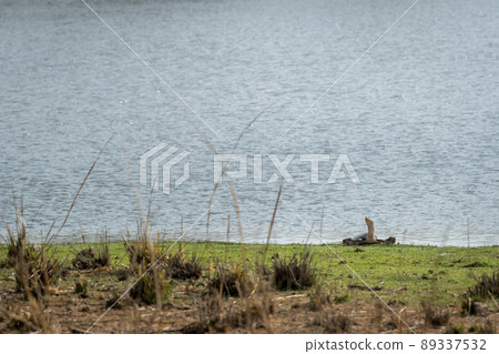Indian Flapshell Turtle or Lissemys punctata a vulnerable species portrait basking sun near rajbagh lake winter season at ranthambore national park forest rajasthan India asia 89337532