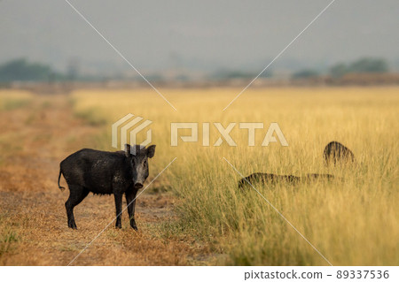 Indian boar or Andamanese or Moupin pig or wild boar a dangerous animal in grassland of jim corbett national park forest uttarakhand india asia - Sus scrofa cristatus 89337536