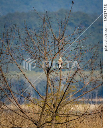 Lesser Fish Eagle or Icthyophaga humilis perched on tree near ramganga river in natural green background at dhikala zone of jim corbett national park or forest reserve uttarakhand india Lesser Fish Eagle or Icthyophaga humilis perched on tree near ramganga river in natural green background at dhikala zone of jim corbett national park or forest reserve uttarakhand india 89337538