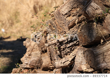 Kuchiki that was cut and piled up 89337714