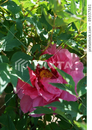 按鈕(淺粉紅色) 按鈕(淺粉紅色) 89337881