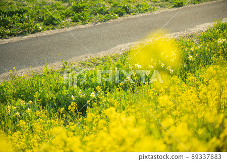 在山形縣溝邊市的佐賀江河岸,油菜花在黃昏的背光下顯得格外迷人。 在山形縣溝邊市的佐賀江河岸,油菜花在黃昏的背光下顯得格外迷人。 89337883