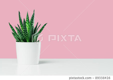 Textured cactus succulent on pink background minimal 89338416