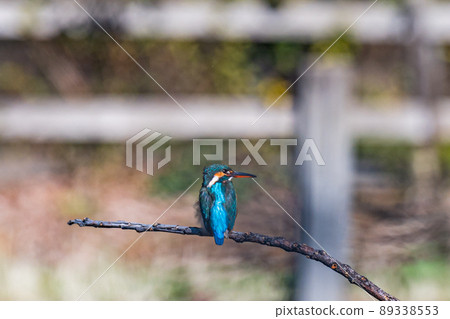 Kingfisher, jade, pond, wash foot pond Kingfisher, jade, pond, wash foot pond 89338553