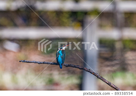 翠鳥、玉器、水池、洗腳池 89338554