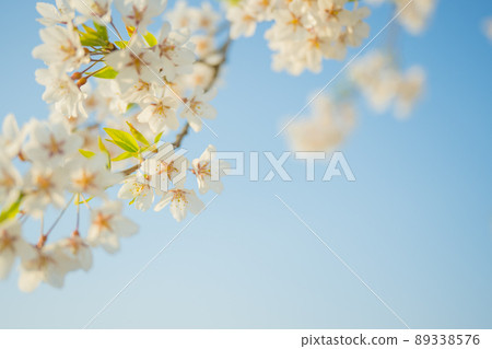 Yamagata Prefecture Mizonobe Cherry blossoms around the Sagae River Somei Yoshino is in full bloom beautifully Yamagata Prefecture Mizonobe Cherry blossoms around the Sagae River Somei Yoshino is in full bloom beautifully 89338576