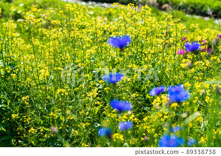 Rape blossoms and cornflowers 89338738
