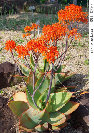 Aloe Striata Aloe Striata 89338750
