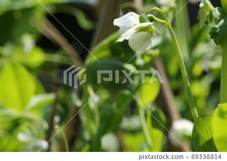 White peas flowers that bloom in spring White peas flowers that bloom in spring 89338814